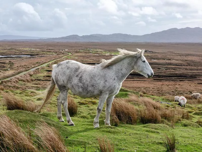 Connemara Pony