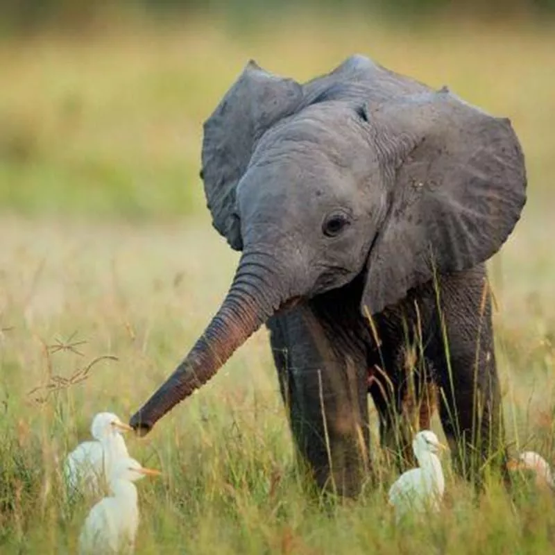 Elephant and ducks