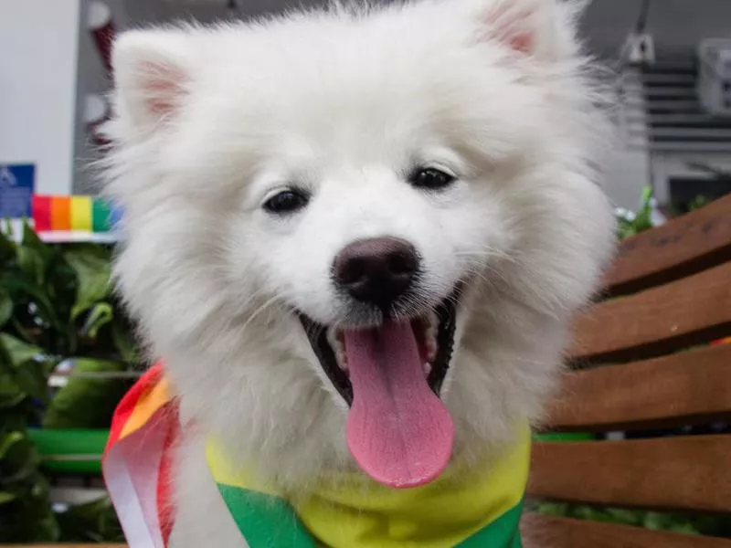 american eskimo