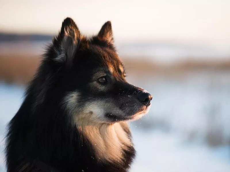 Finnish Lapphund