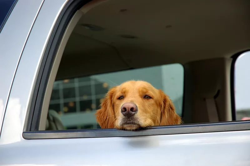 Dog looking out a car window