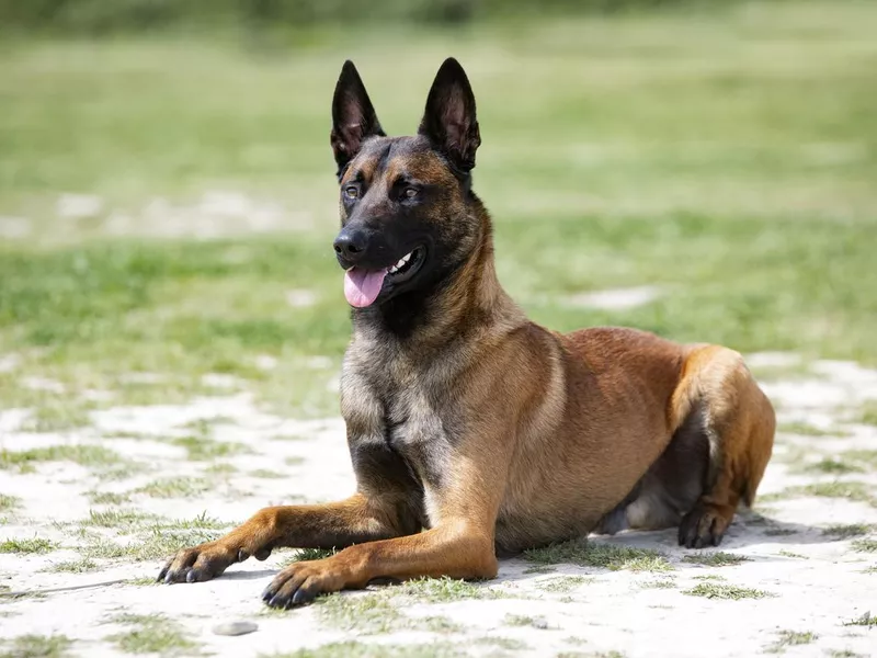 belgian shepherd