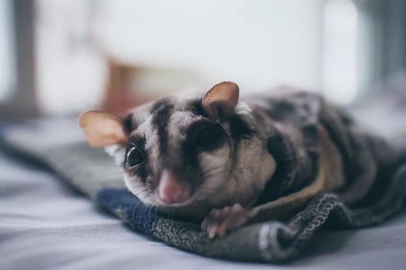 Sugar Glider