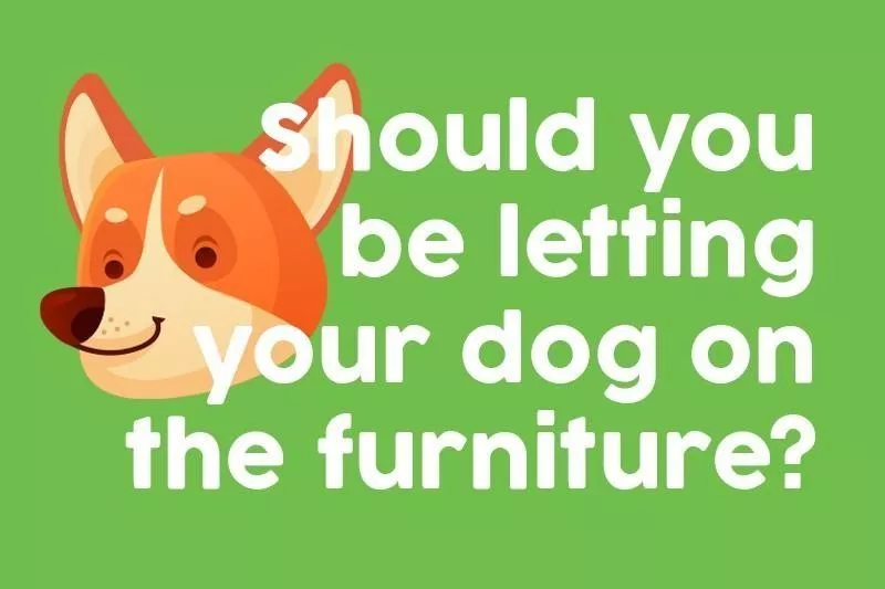 Should you be letting your dog on the furniture?