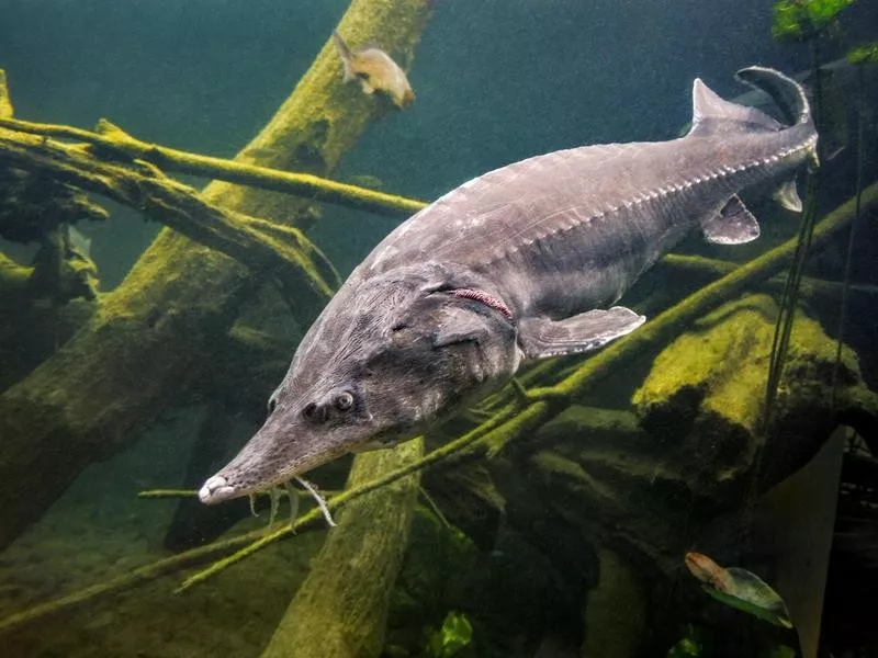 Beluga Sturgeon