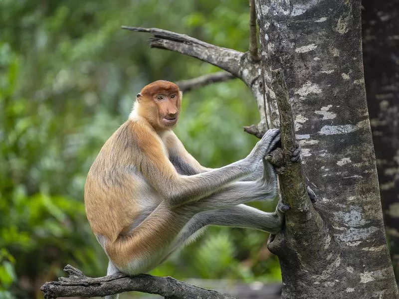 Proboscis Monkey