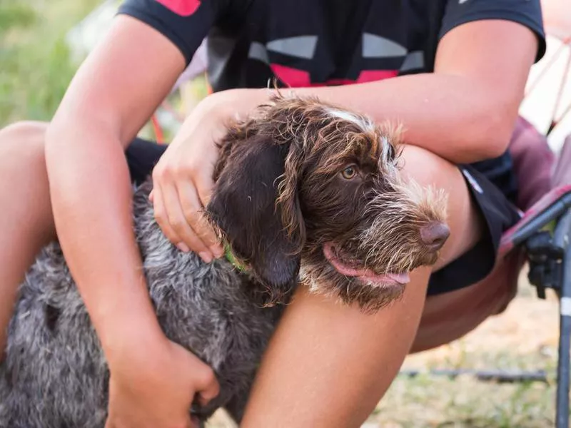 German Wirehaired Pointed