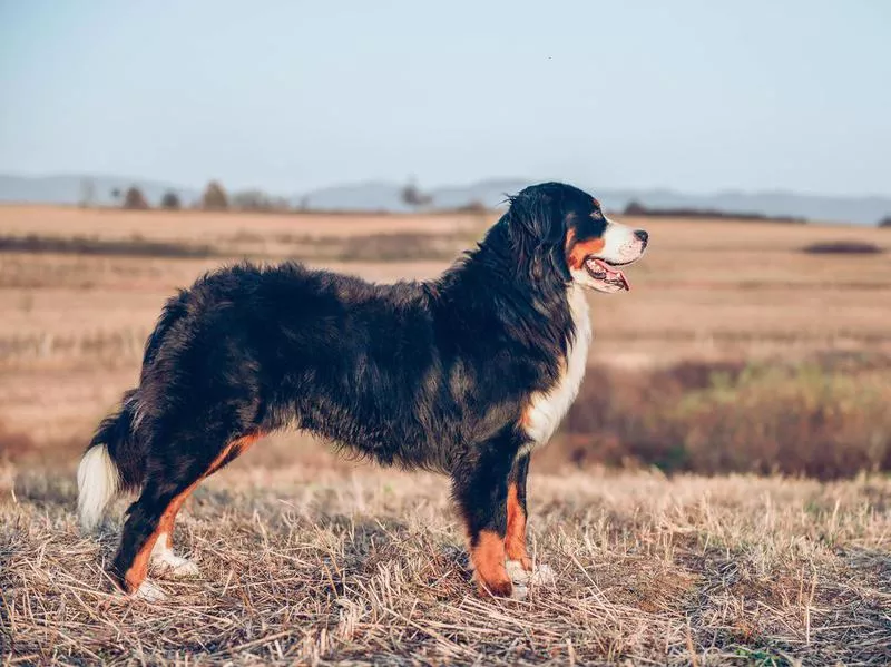 bernese