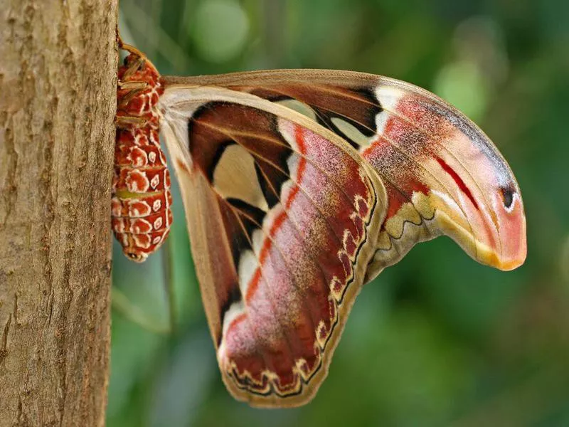 atlas moth