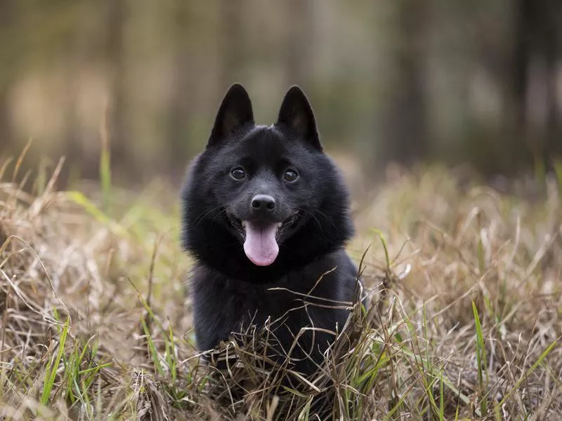 Schipperke