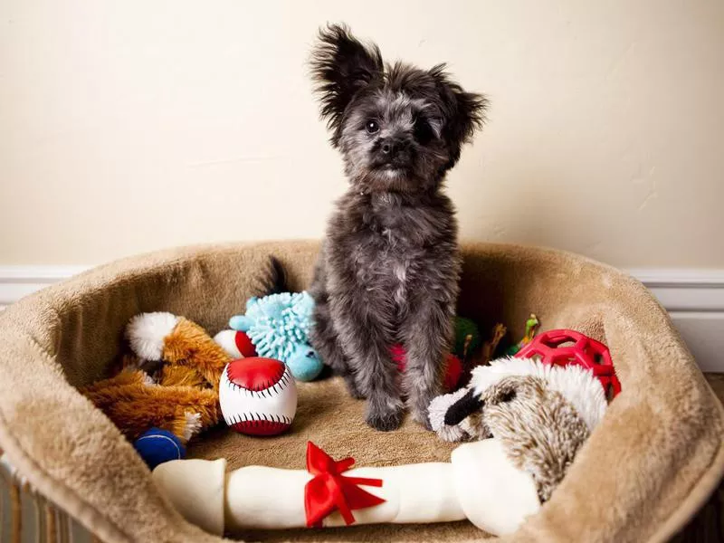 Yorkiepoo puppy sitting in a bed of yoys