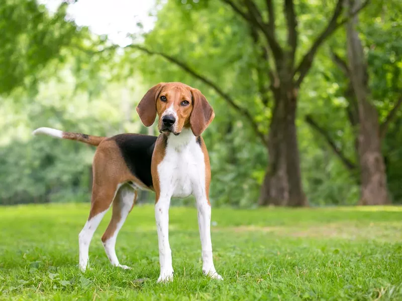 An American Foxhound dog