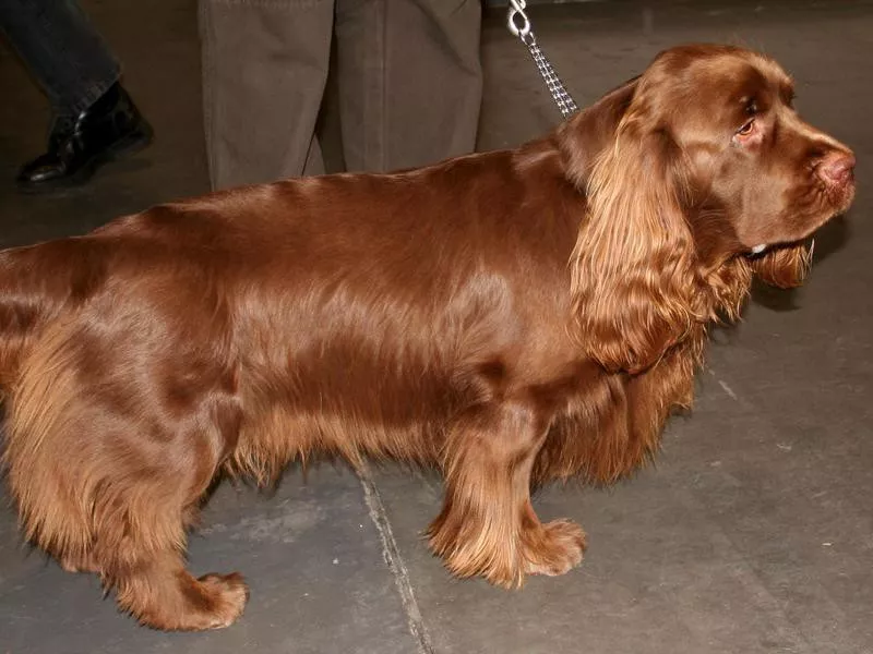 Sussex Spaniel lazy dog breed