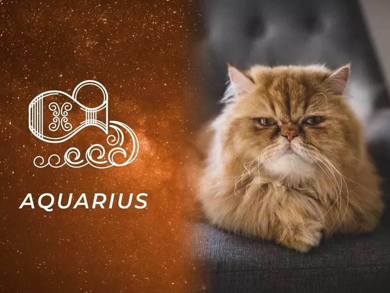 Aquarius: Persian