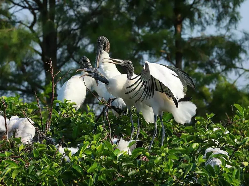 Wakodahatchee Wetlands