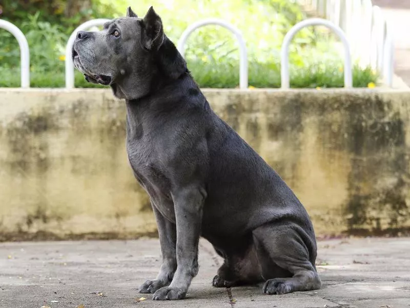 Cane Corso