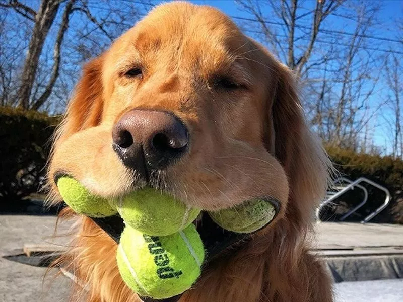 most tennis balls