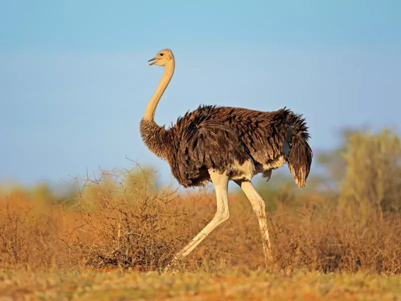 Ostrich