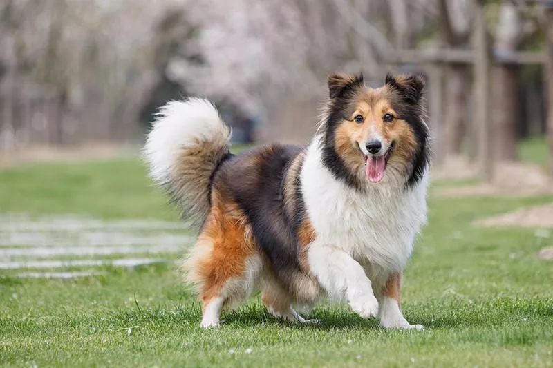 Shetland Sheepdog walking