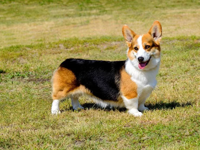 Corgi