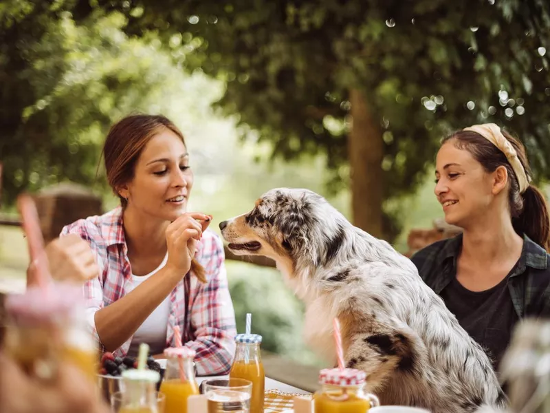 Feeding dog at outdoor lunch