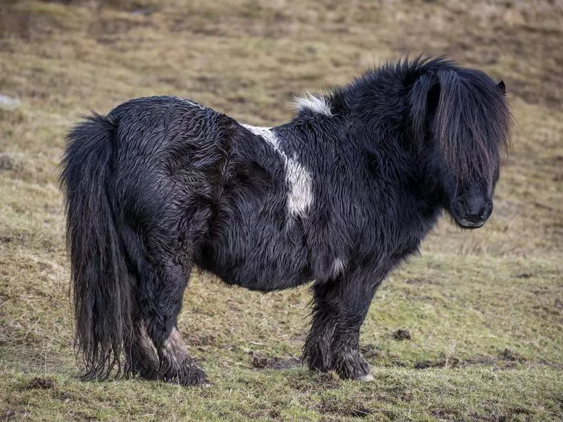 Shetland pony