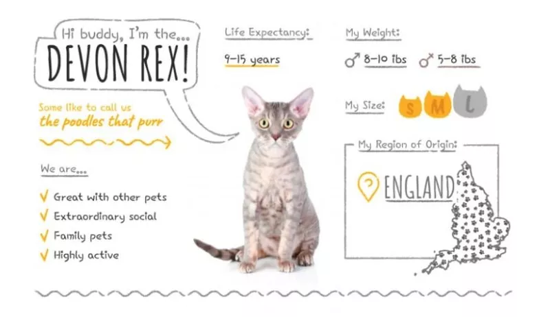 Devon Rex Summary