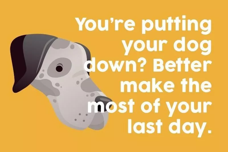 You’re putting your dog down? Better make the most of your last day.