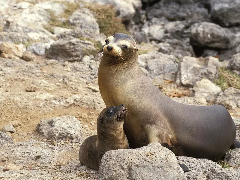 Galapagos Sea Lion