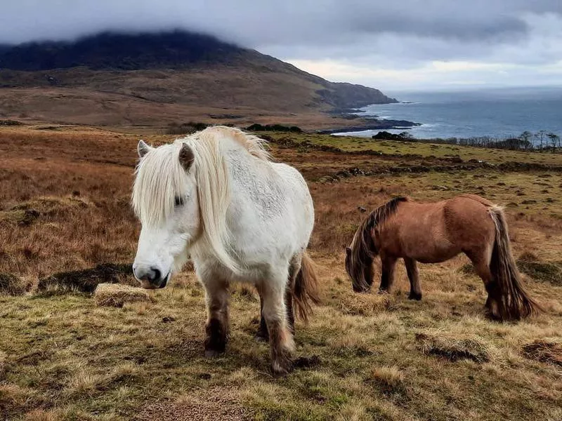 Highland ponies grazing