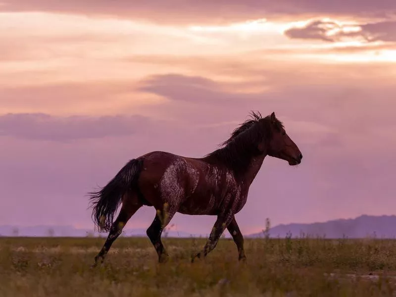 Wild Horse at Sunset in the Desert