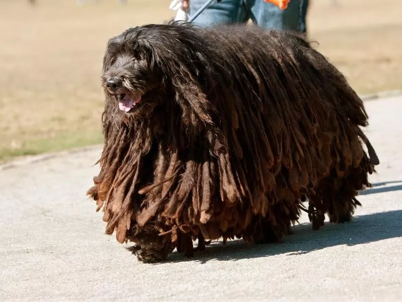 Bergamasco sheepdog