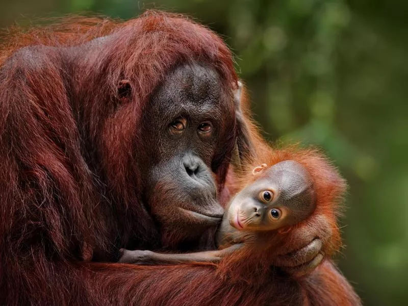 Bornean orangutan