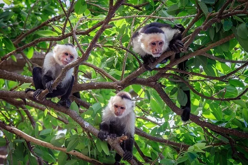 Capuchin Monkey