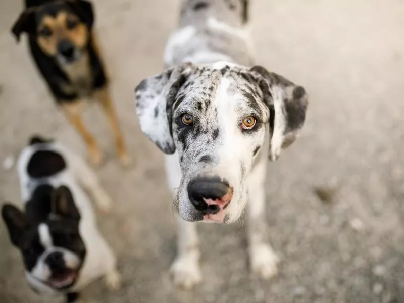 Great Dane