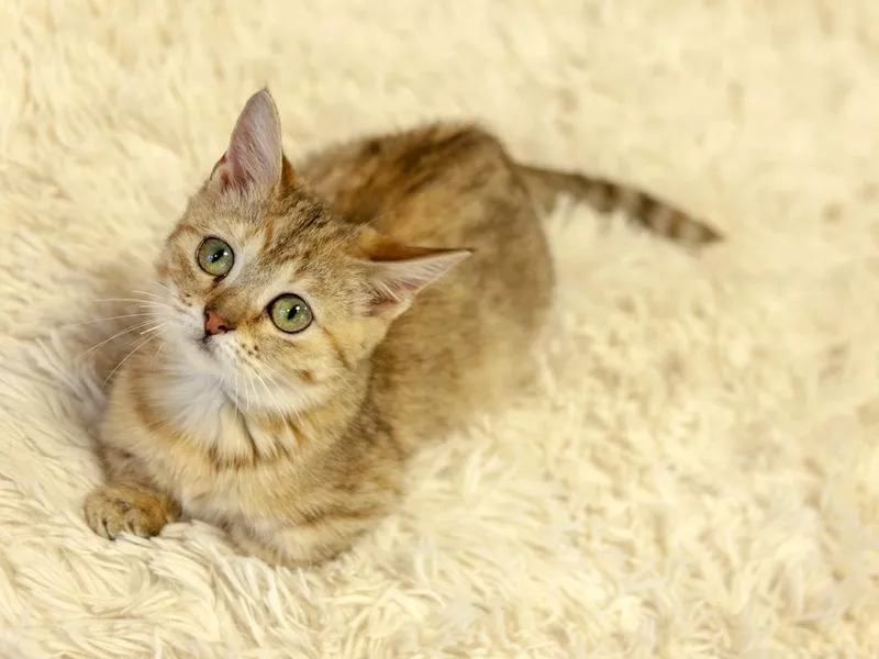 Kitten Munchkin cat