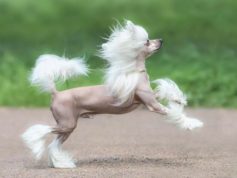 chinese crested