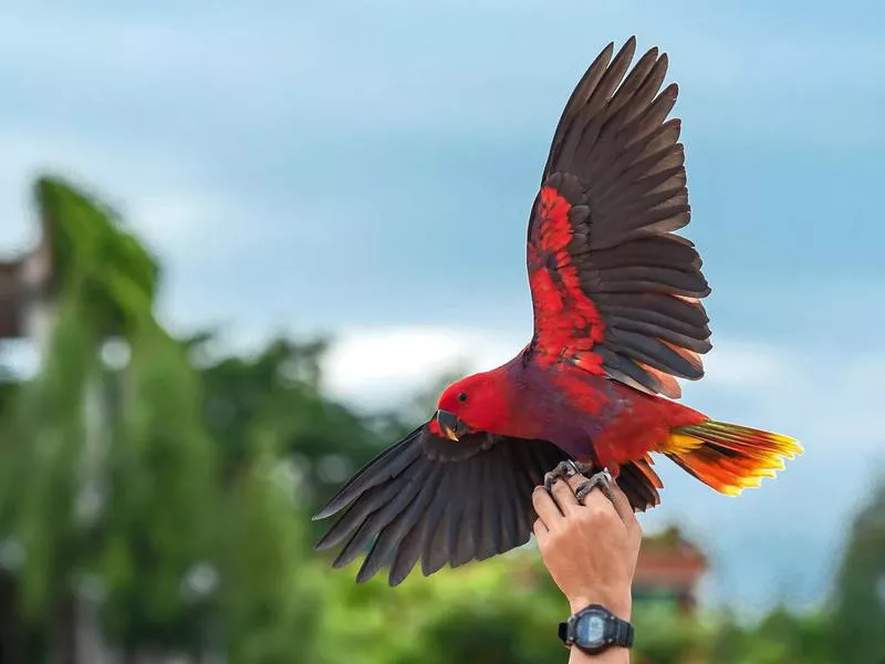 Vosmaeri Eclectus