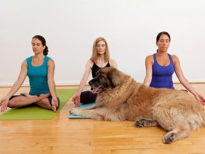 doga class