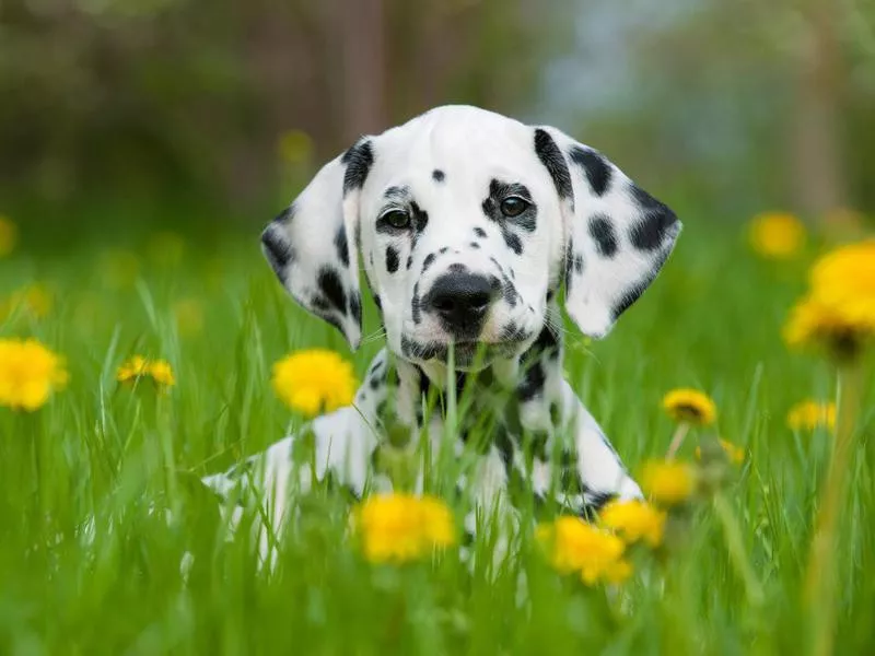 Dalmatian