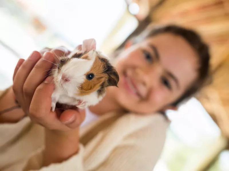 Guinea Pigs