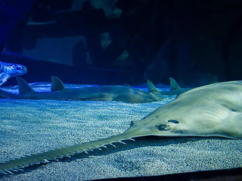 Sea Life Minnesota Aquarium