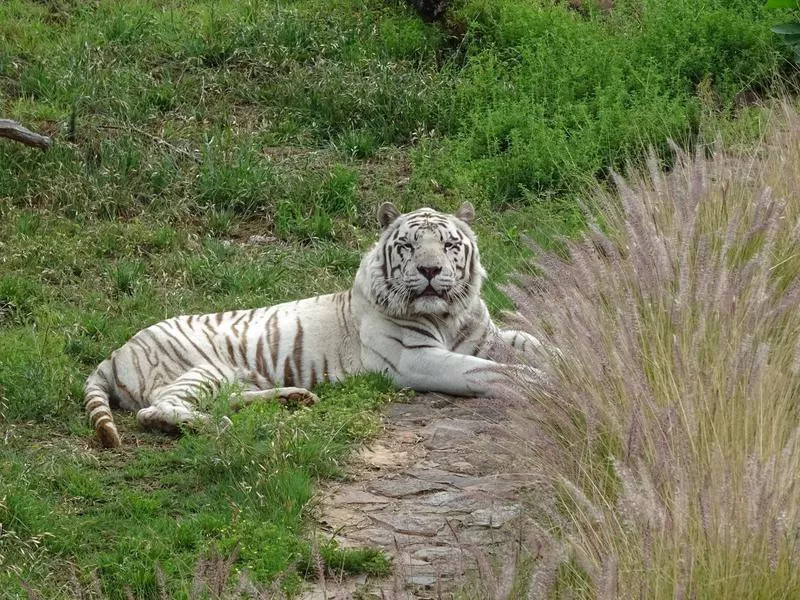 National Zoological Gardens of South Africa