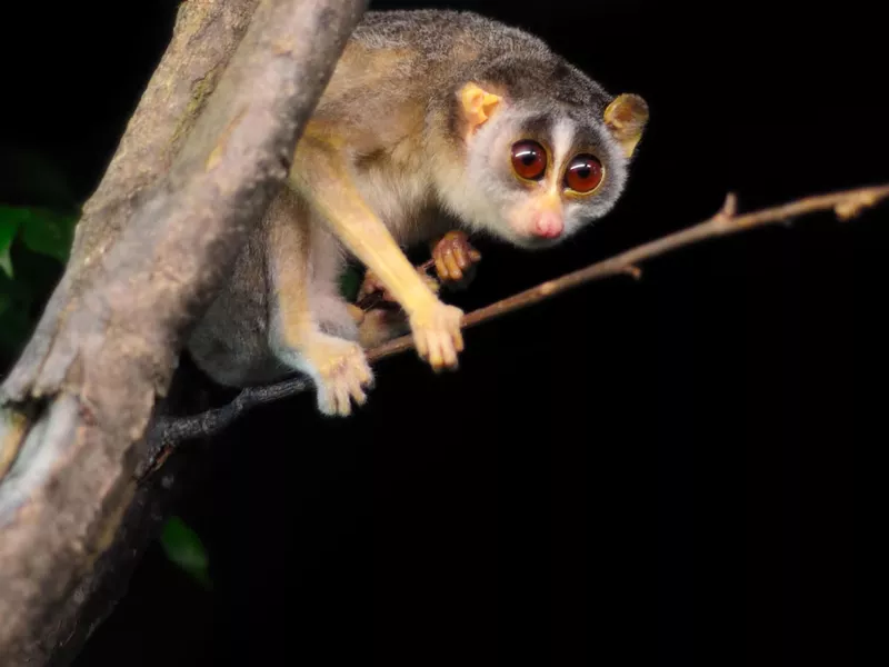 slender loris