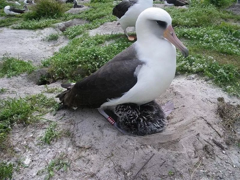 The Oldest-Living Banded Bird