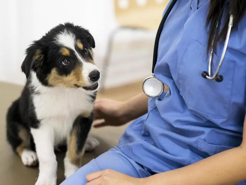 Dog at the vet