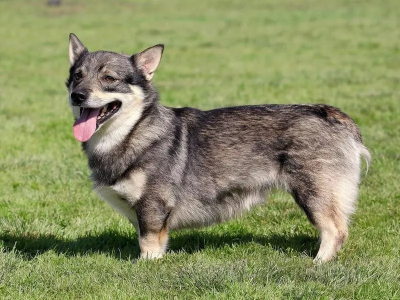 Swedish Vallhund