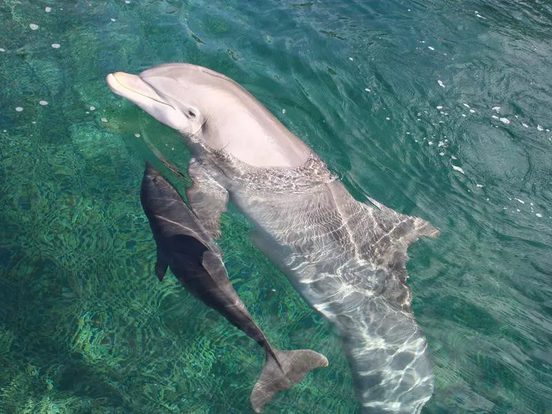 Mom and Calf Swimming