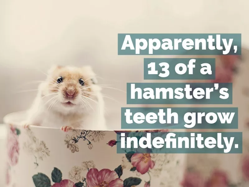 hamster