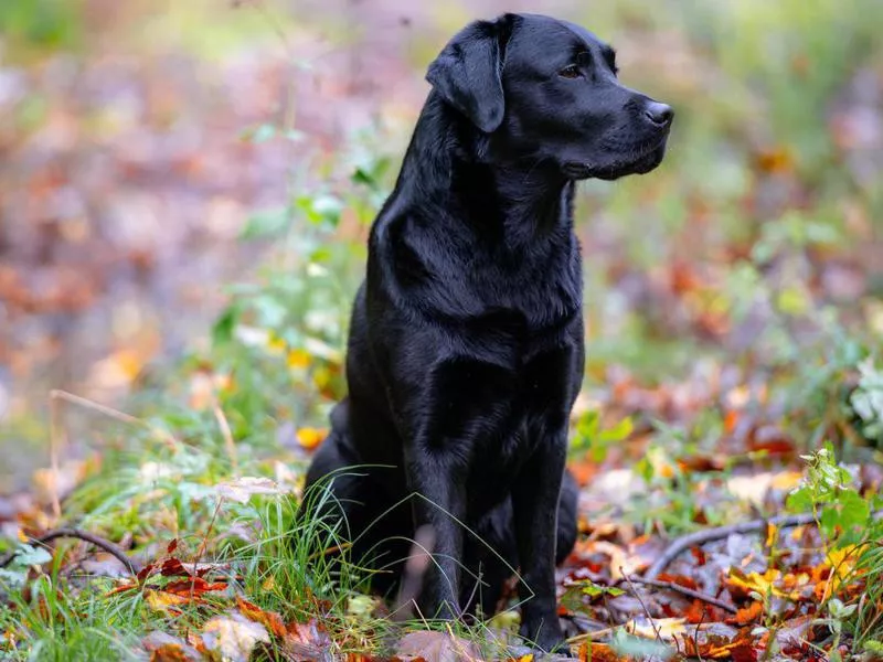 Labrador Retriever